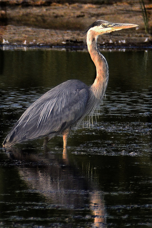 Standing Blue Heron by Jim Atkinson